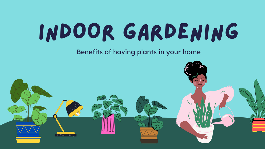 Indoor Gardening and the Benefits of Having Plants in your Home