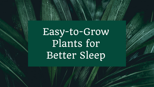 Easy-to-Grow Plants for Better Sleep